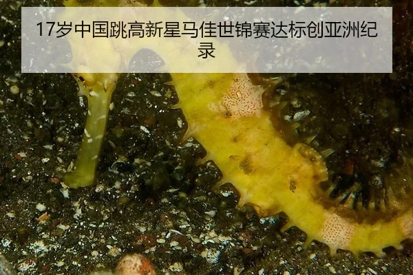 17岁中国跳高新星马佳世锦赛达标创亚洲纪录